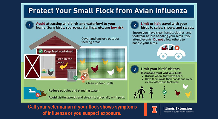 Protect Your Small Flock from Avian Flu