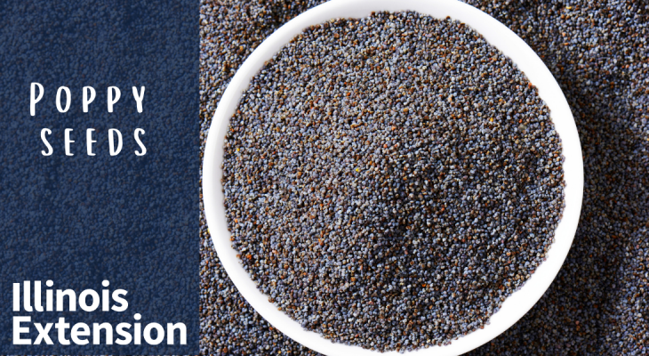 Savor the versatility of poppy seeds | Simply Nutritious, Quick and ...