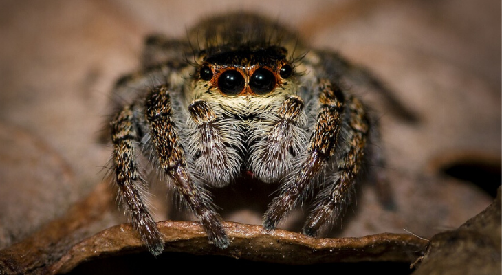 Jumping spider encounter?