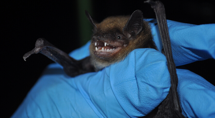 brown bat held in blue laboratory gloved hand