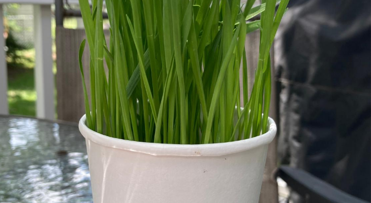 wheatgrass growing in a cup