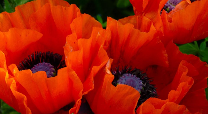 brilliant red-orange oriental poppy pixabay