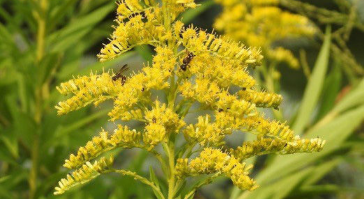 goldenrod with insects