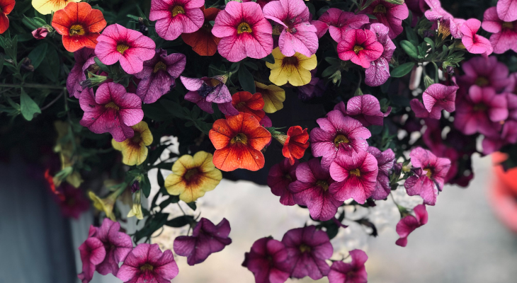 Million Bells, by Emma Gossett, via Unsplash