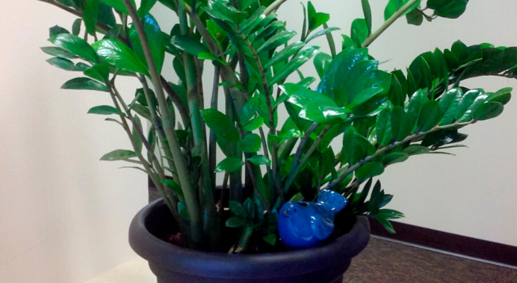 zz plant thrives indoors