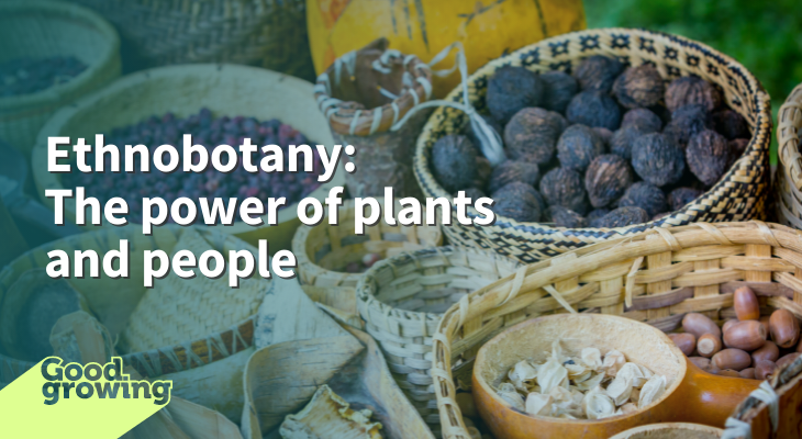 Ethnobotany: the power of plants and people background image woven baskets with native fruits and nuts including walnuts