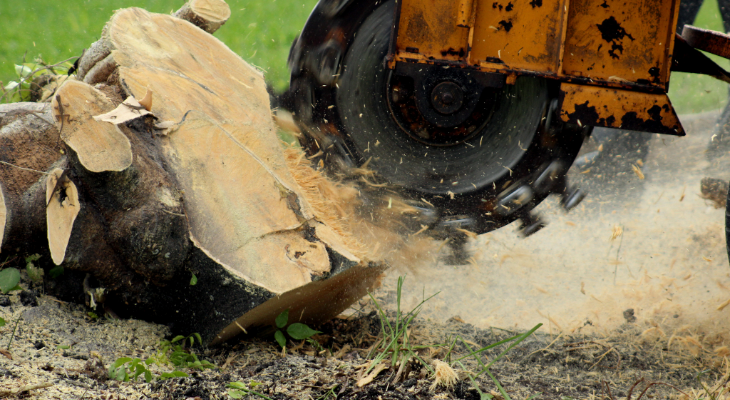 How to Remove Tree Stumps Without a Stump Grinder: DIY Hacks