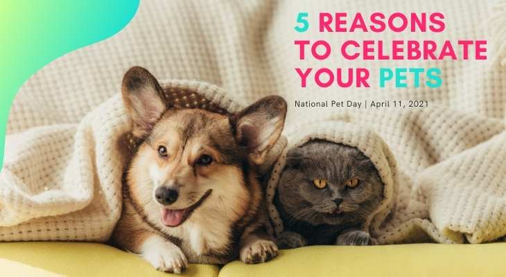 5 reasons to celebrate your pet: University of Illinois Extension