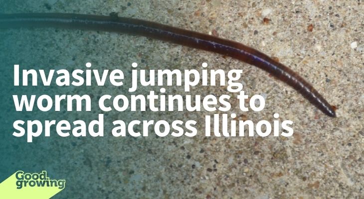 Invasive jumping worm confirmed in west-central Illinois | Good Growing ...