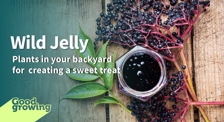 elderberry leaf, berries, and jar of elderberry jelly