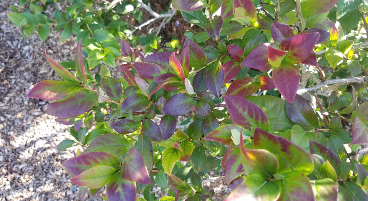 Blueberries offer attractive fall color as well as beauty in all other seasons.
