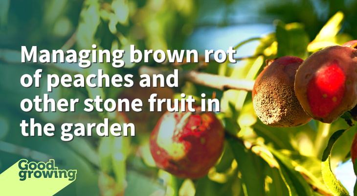 Managing brown rot of peaches and other stone fruit in the garden. Peach fruit infected with brown rot. Fruit is covered in brown fuzzy mass.