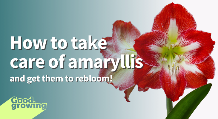 How to take care of amaryllis and get them to rebloom! Amaryllis flower with red on outer part of petals and white center