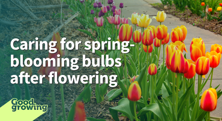 Caring for spring-blooming bulbs after flowering. Red and yellow tulips with green foliage.