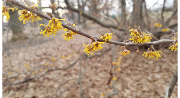 Chinese witch hazel blooms during the late winter to early spring with a flowering display that often lasts over a month. 