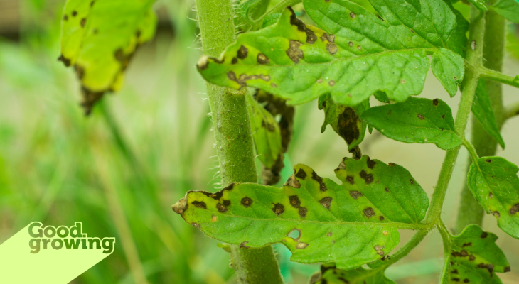 Common tomato diseases in the garden and how to manage them | Good Growing  | Illinois Extension | Illinois