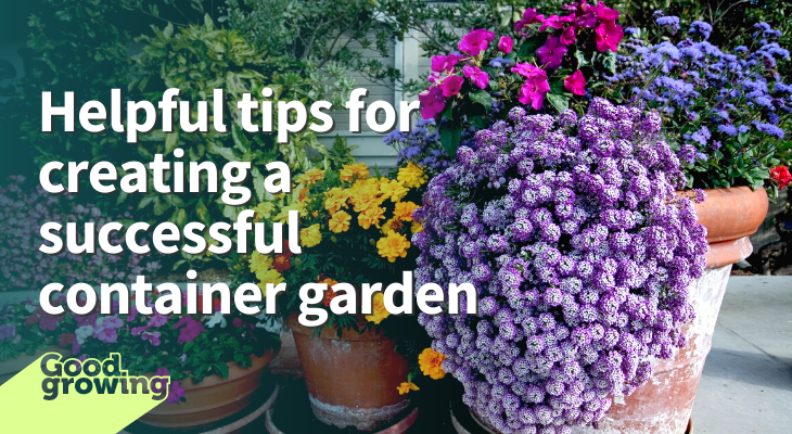 Helpful tips for creating a successful container garden. Pots with yellow, purple and pink flowers. 