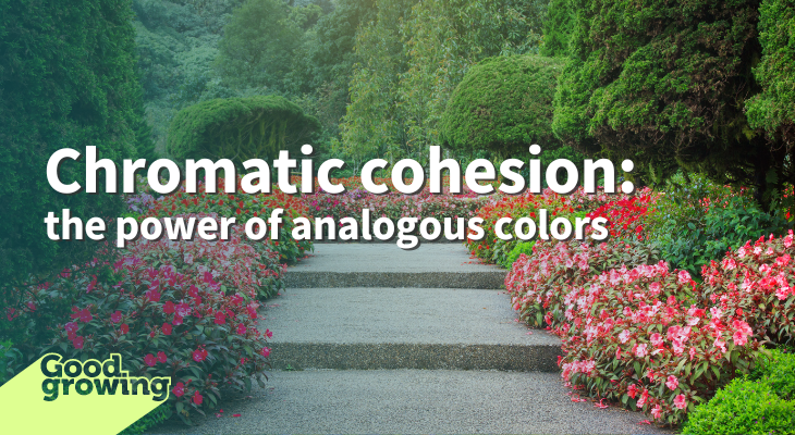 Chromatic cohesion: the power of analogous colors | Good Growing ...