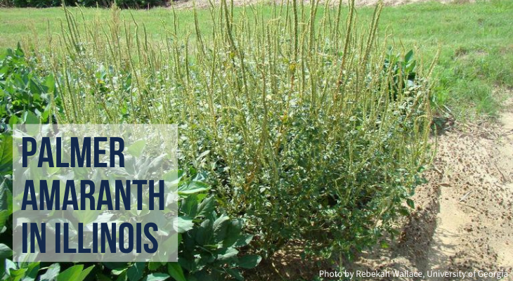 Invasive Palmer amaranth threatens Illinois crops | Good Growing ...