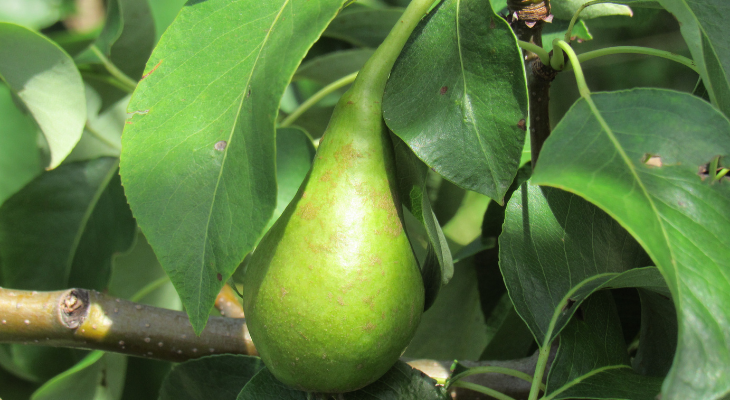 A single ripening asian pear hangs among green leaves.
