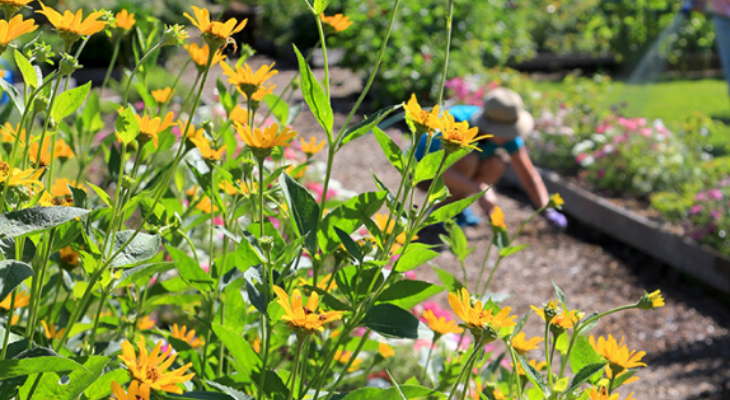 Yellow flowers in front of a person gardening