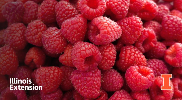 Raspberries add a pop of color and nutrients to your plate | Simply ...