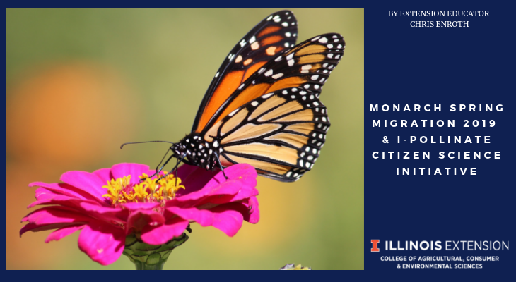 monarch butterfly on a pink flower