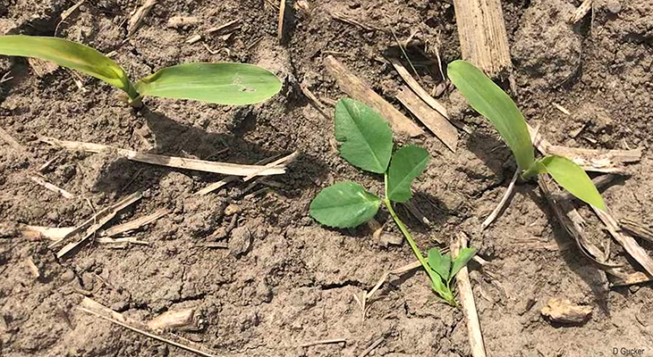 Young corn plants in the field