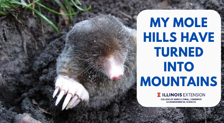 mole peeking head out of soil