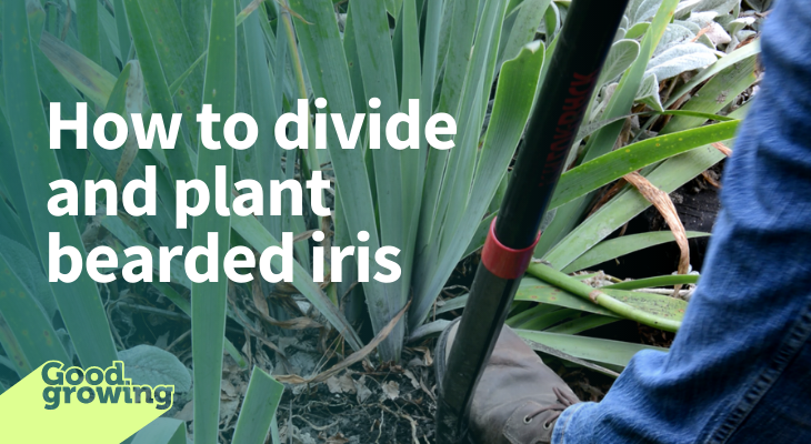 How to divide and plant bearded iris. person digging a bearded iris clump