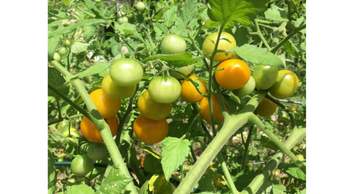 It's Been a Long Journey for Wild Tomatoes  Center for Agriculture, Food,  and the Environment