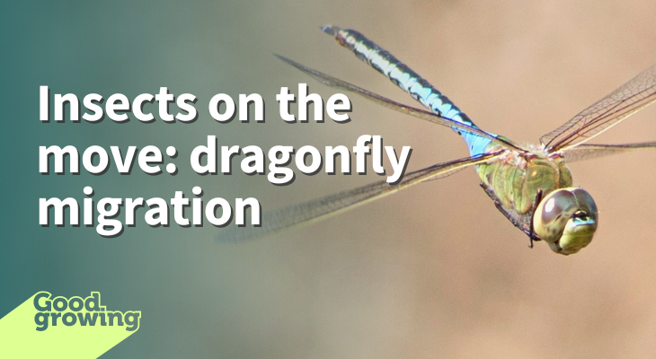 Insects on the move: dragonfly migration. An adult male common green darner flying.