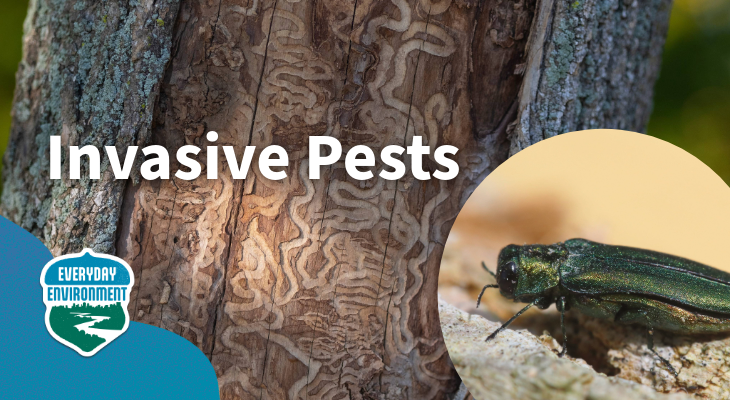 Invasive Insect Pests What makes a pest