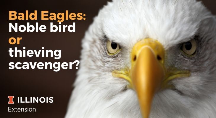 Bald Eagles: Noble bird or thieving scavenger? | Illinois Extension | UIUC