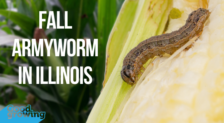 Fall armyworm feeding on ear of corn