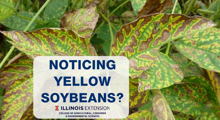 Interveinal chlorosis on soybean leaves