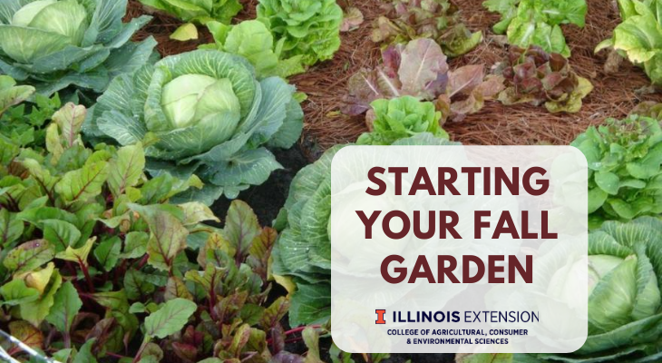 Start Your Fall Garden University Of, When Should I Start A Fall Garden