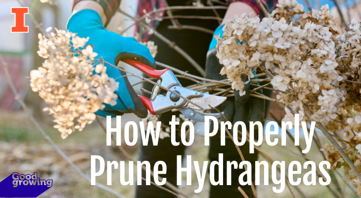 How to properly prune hydrangeas | Good Growing | Illinois Extension | UIUC