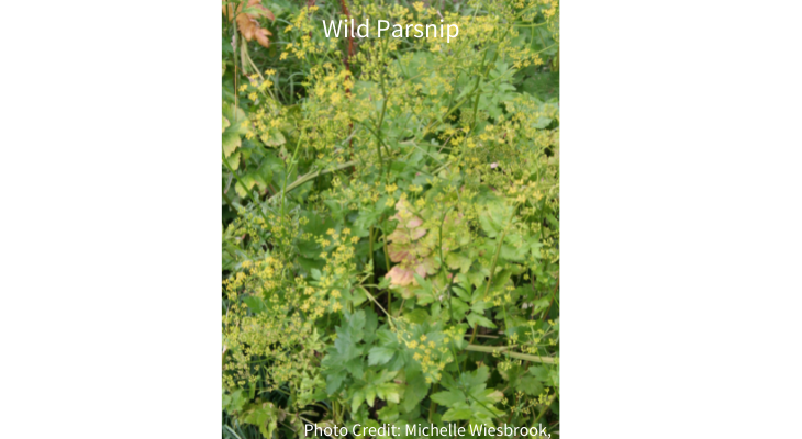 Wild parsnip is non-native and invasive plant that can result in serious burns if sap contacts skin that is exposed to sunlight.  Photo credit:  Michelle Wiesbrook, Illinois Extension