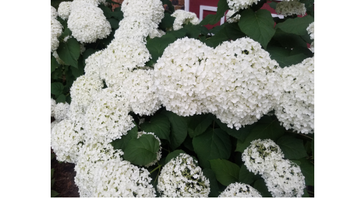 The ‘Annabelle’ hydrangea is a cultivar that was originally collected from a wild specimen in southern Illinois and remains one of the most popular in production today.