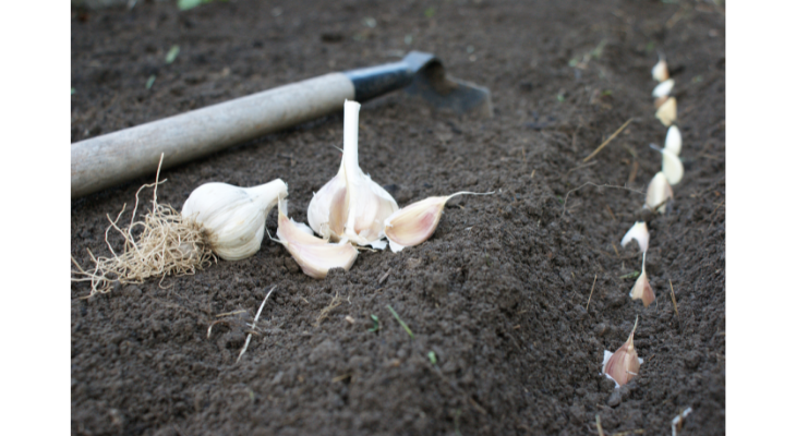 Garlic is typically planted in fall by separating bulbs into individual cloves for planting. 
