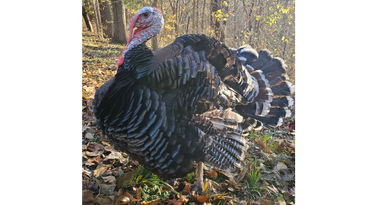 Locally raised turkeys make a wonderful addition to any Thanksgiving meal.