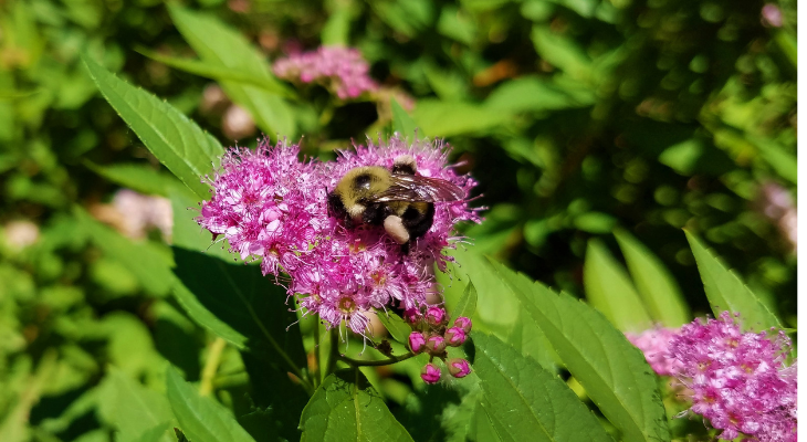 Two-spotted bumble bee on a spirea flower