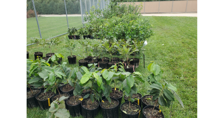 Containerized trees and shrubs are great plant material for your fall tree planting projects. 