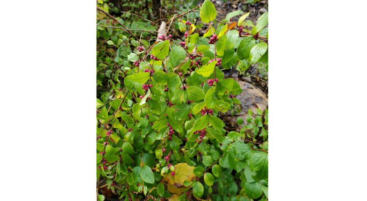 Coralberry is a native shrub with colorful berries that mature each fall as the leaves change.	