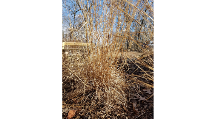 Standing dead stems are important overwintering habitat that should not be removed from the garden until insects emerge later in spring. 