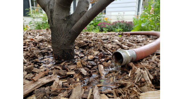 As the summer heat intensifies and rainfall dwindles, watering newly planted trees and shrubs becomes incredibly important.