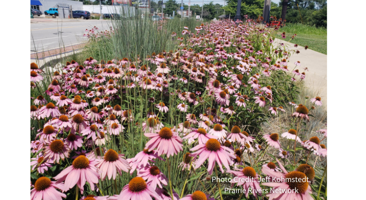 Roadside plantings of pollinator habitat can present some risk of insect mortality from passing traffic, but the benefits outweigh the risks.  Photo Credit: Jeff Kohmstedt, Prairie Rivers Network