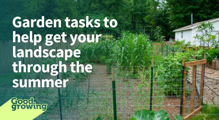 Garden tasks to help get your landscape through the summer. vegetable and flower garden with mulch path in-between.