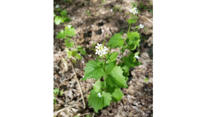 Garlic mustard is in full bloom right now with clusters of tiny white flowers and distinctive leaves that have a garlic-like aroma when crushed.